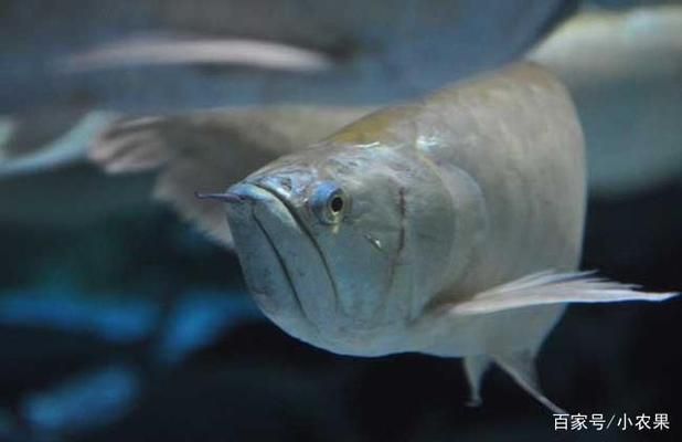 銀龍魚水溫度多少最佳：銀龍魚水溫過(guò)低影響,銀龍魚恒溫加熱器選擇,銀龍魚適應(yīng)溫度變化方法 龍魚百科 第3張