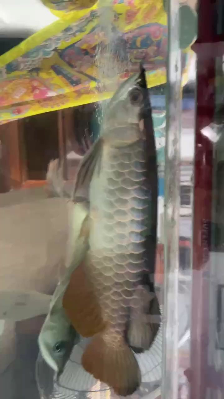 小金龍：小金龍的基本特征及飼養(yǎng)方法 觀賞魚(yú)論壇