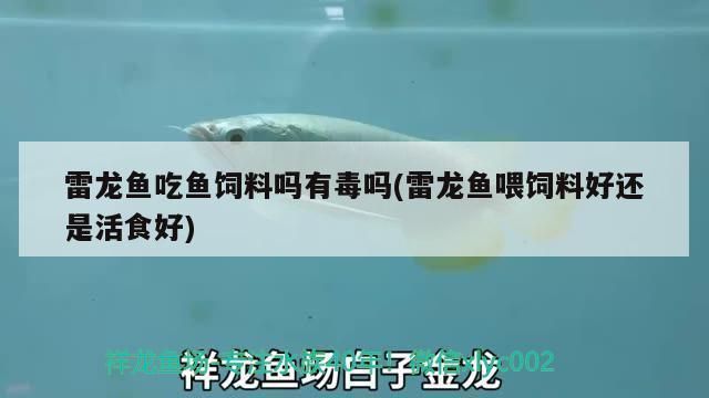 雷龍魚(yú)飼料魚(yú)可以吃嗎有毒嗎：如何辨別雷龍魚(yú)飼料魚(yú)質(zhì)量，雷龍魚(yú)飼料魚(yú)的適宜喂養(yǎng)量 龍魚(yú)百科 第2張