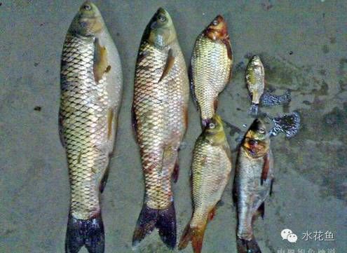 龍魚的過濾系統(tǒng)：養(yǎng)龍魚的注意事項(xiàng) 龍魚百科 第2張