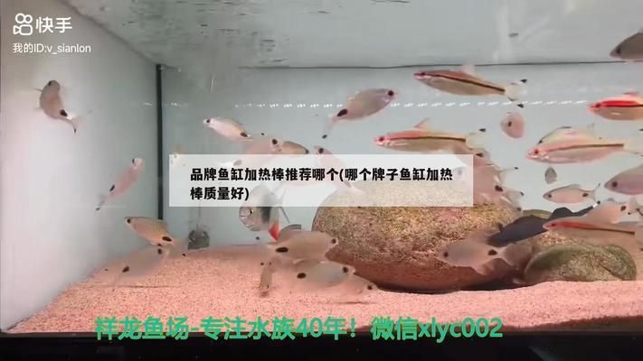 龍魚加熱棒什么牌子好：yee不銹鋼加溫棒耐用性測(cè)試聚寶源加熱棒控溫精度介紹 龍魚百科 第2張