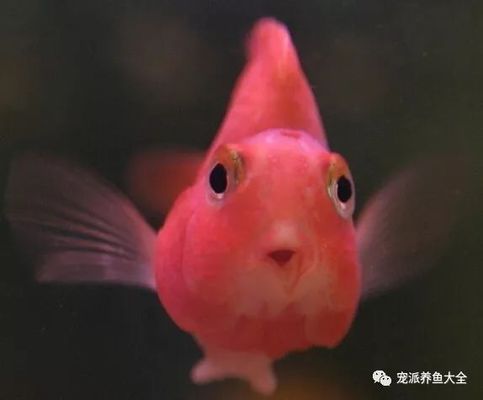 龍魚吃鸚鵡魚飼料怎么辦：如何正確為龍魚提供合適的飼料？ 水族問答 第1張