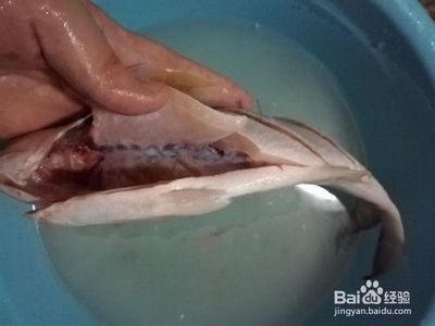 龍魚(yú)可以吃錦鯉飼料嗎視頻：龍魚(yú)可以吃錦鯉飼料嗎 龍魚(yú)百科 第1張