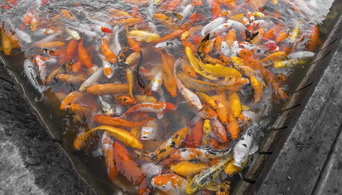 龍鳳錦鯉日常飲食指南：龍鳳錦鯉日常飲食要求 龍魚百科 第1張