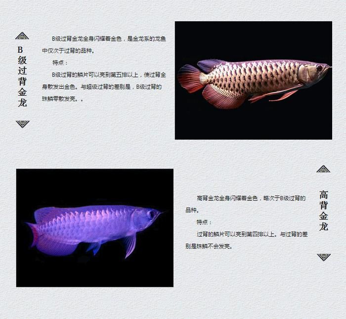 龍魚有小的嗎：體型較小的龍魚品種 龍魚百科 第1張