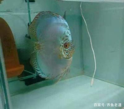 龍魚尺寸與魚齡：如何判斷一個成年龍魚的年齡，需要通過多種方法綜合評估 水族問答 第1張