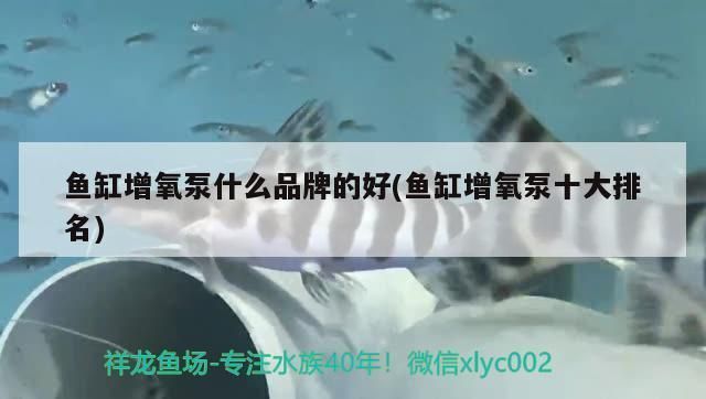 雷龍魚(yú)主食飼料的選擇方法視頻：如何自制雷龍魚(yú)飼料 龍魚(yú)百科 第4張