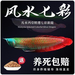 龍魚活體品牌：尋找龍魚活體品牌 龍魚百科 第3張