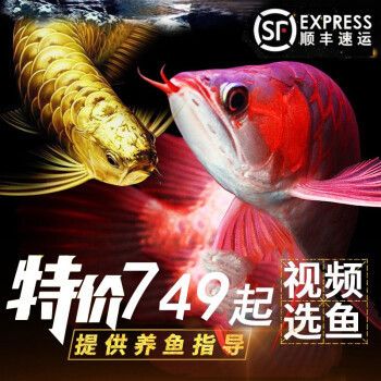 龍魚活體品牌：尋找龍魚活體品牌 龍魚百科 第5張