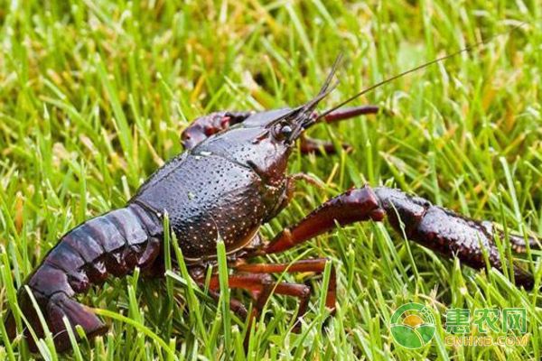 龍魚和蝦混養(yǎng)：龍魚飼料魚與蝦虎魚混養(yǎng)成功案例 龍魚百科 第3張