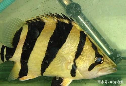 龍魚咬虎魚：如何判斷龍魚與虎魚混養(yǎng)注意事項，改善魚缸環(huán)境減少攻擊性 龍魚百科 第5張