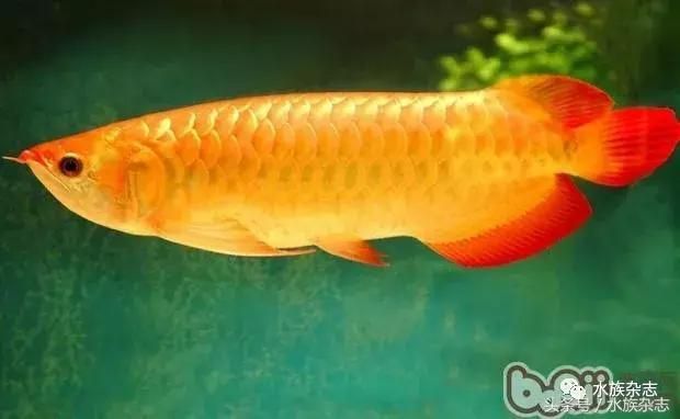 龍魚(yú)的由來(lái)：龍魚(yú)的名字來(lái)源于什么？ 龍魚(yú)百科 第5張