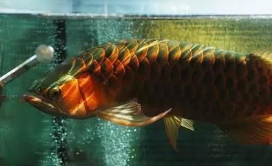 龍魚(yú)的由來(lái)：龍魚(yú)的名字來(lái)源于什么？ 龍魚(yú)百科 第3張