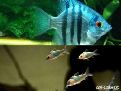 龍魚(yú)游到魚(yú)缸底部好嗎：如何改善龍魚(yú)的水質(zhì)環(huán)境，確保其健康和幸福 龍魚(yú)百科 第4張