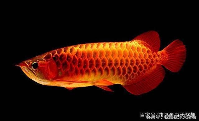 龍魚為什么不能養(yǎng)三條？：為什么不能養(yǎng)三條龍魚 龍魚百科 第3張