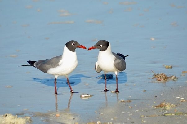 銀龍魚(yú)苗飼養(yǎng)環(huán)境優(yōu)化：銀龍魚(yú)苗的飼養(yǎng)環(huán)境優(yōu)化是確保其健康成長(zhǎng)和提高成活率的關(guān)鍵因素 龍魚(yú)百科 第2張