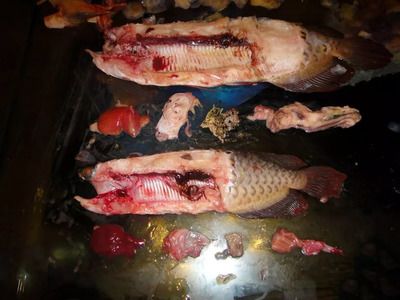 龍魚肝臟病變預(yù)防措施：龍魚專用飼料選擇指南 龍魚百科 第4張