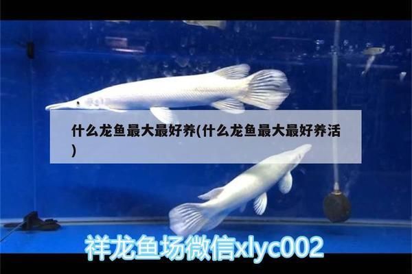 龍魚雌雄怎么分辨：如何區(qū)分龍魚的性別以選擇健康的繁殖伙伴？ 水族問答 第2張