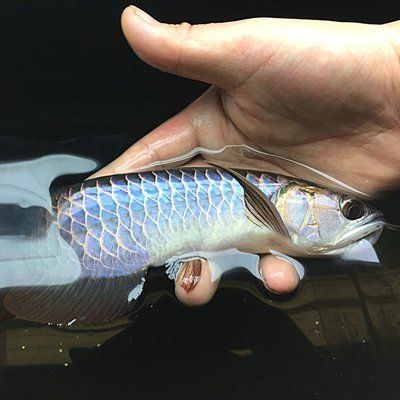 龍魚(yú)高背和過(guò)背哪個(gè)好釣：高背龍魚(yú)和過(guò)背龍魚(yú)哪個(gè)好釣 龍魚(yú)百科 第1張