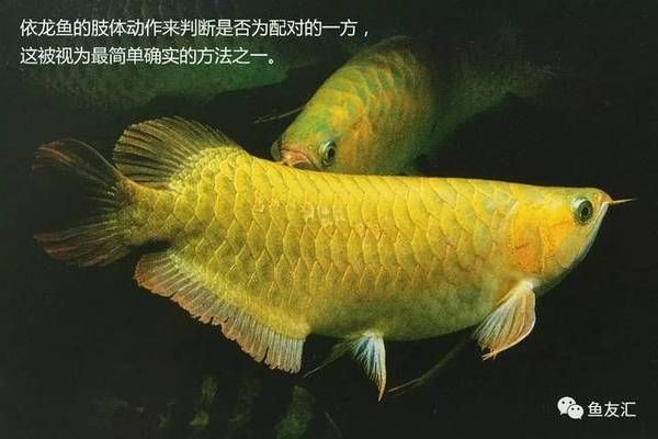 龍魚(yú)繁殖技術(shù)入門指南：如何判斷龍魚(yú)是否性成熟，龍魚(yú)繁殖后水質(zhì)管理方法 龍魚(yú)百科 第1張