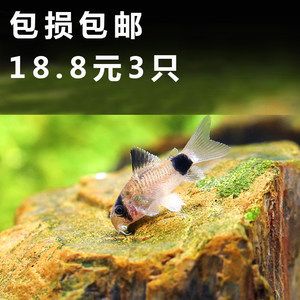 龍魚缸養(yǎng)清道夫還是反游貓：龍魚缸養(yǎng)清道夫還是反游貓魚， 龍魚百科 第5張