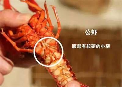 鴨嘴魚科魚類性別鑒定方法：鴨嘴魚科魚類性別鑒定的實驗步驟 龍魚百科 第1張