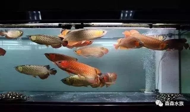 紅龍魚混養(yǎng)水族箱布置技巧：如何布置紅龍魚混養(yǎng)水族箱 龍魚百科 第3張