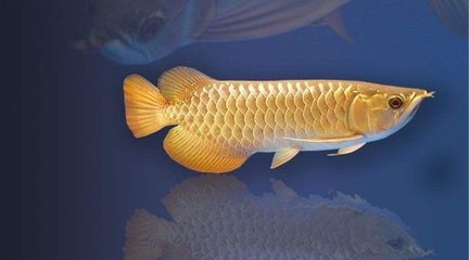 龍魚(yú)和銀龍魚(yú)的區(qū)別在哪里：龍魚(yú)和銀龍魚(yú)在外形、生活環(huán)境等方面存在顯著區(qū)別 龍魚(yú)百科 第1張