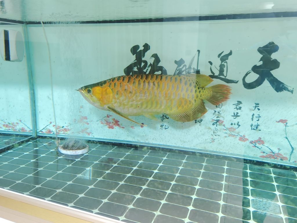 龍魚是不是風(fēng)水魚類：龍魚的風(fēng)水作用 龍魚百科