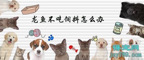 龍魚吃飼料利弊分析圖：龍魚吃飼料的利弊 龍魚百科 第2張