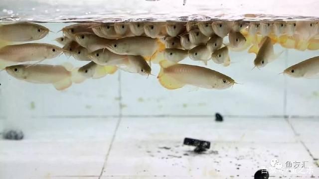 龍魚喂飼料到底好不好呢：龍魚飼料與活餌搭配指南 龍魚百科 第1張