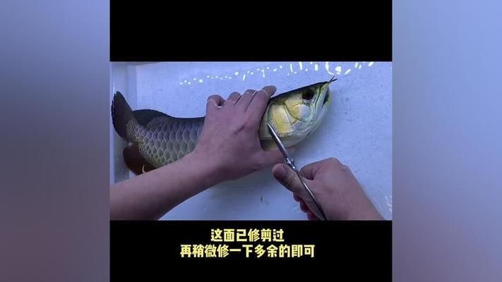 紅龍魚人工美容辨別技巧：紅龍魚人工美容辨別技巧包括體態(tài)觀察、顏色識(shí)別、眼睛檢查、游動(dòng)狀態(tài) 龍魚百科 第4張