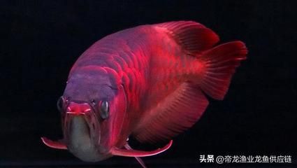 龍魚性格變化的常見原因：龍魚性格變化可能由多種因素引起龍魚性格變化的原因 龍魚百科 第3張