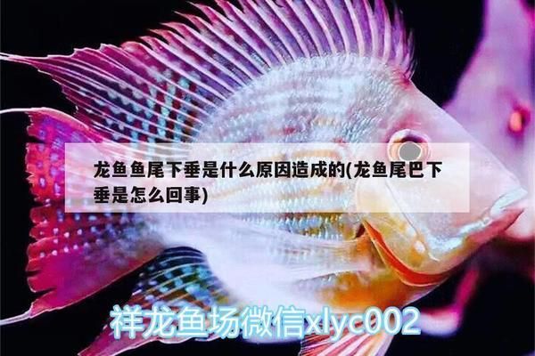 龍魚(yú)魚(yú)尾下垂是什么原因：龍魚(yú)魚(yú)尾下垂可能是由多種因素引起的