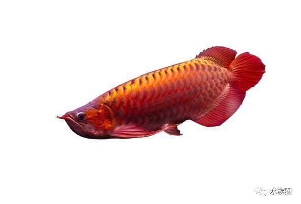 龍魚(yú)缸水質(zhì)的維護(hù)：如何保持龍魚(yú)缸的水質(zhì) 龍魚(yú)百科 第1張