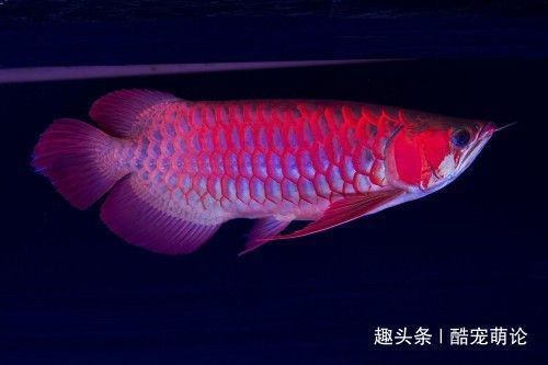 龍魚(yú)缸水質(zhì)的維護(hù)：如何保持龍魚(yú)缸的水質(zhì) 龍魚(yú)百科 第5張