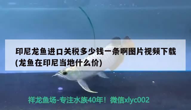 龍魚進口手續(xù)多少錢一條?。糊堲~進口手續(xù)流程包括以下幾個步驟龍魚進口手續(xù)流程 龍魚百科 第4張