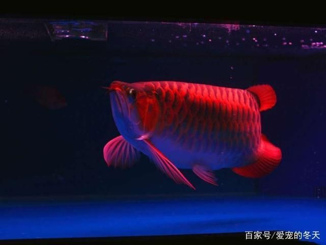 養(yǎng)龍魚十句口訣：養(yǎng)龍魚十句口訣涵蓋了從水質(zhì)管理到飼料選擇、健康觀察等方面 龍魚百科 第5張