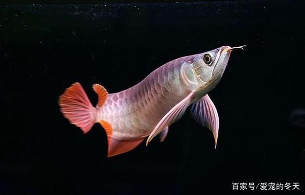 養(yǎng)龍魚十句口訣：養(yǎng)龍魚十句口訣涵蓋了從水質(zhì)管理到飼料選擇、健康觀察等方面 龍魚百科 第4張