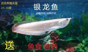 銀板魚日常護理技巧：銀板魚日常護理技巧：銀板魚日常護理技巧 龍魚百科 第1張