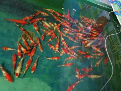 龍魚大戰(zhàn)虎魚：為什么龍魚在水族箱中與虎魚進(jìn)行對戰(zhàn)，它們會使用什么樣的策略或技巧？ 水族問答