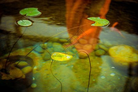 龍魚魚缸背景圖片下載軟件：龍魚背景圖片下載軟件 龍魚百科 第5張