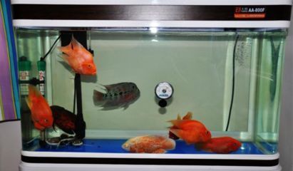 龍魚(yú)呆在水面不游動(dòng) 水族問(wèn)答