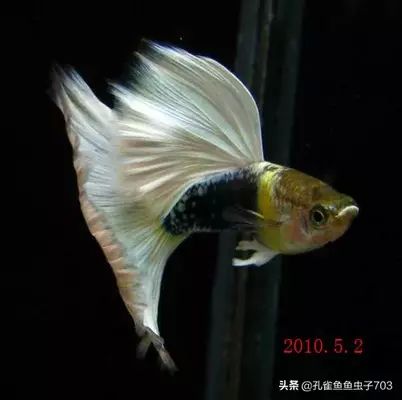 如何鑒別胭脂孔雀龍魚(yú)健康：如何鑒別胭脂孔雀龍魚(yú)是否健康 龍魚(yú)百科 第4張