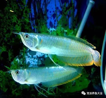 龍魚體外細(xì)菌怎么治療：如何治療龍魚體外細(xì)菌感染 龍魚百科 第5張