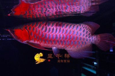 龍魚配黃鰭鯧：龍魚和黃鰭鯧混養(yǎng)有風(fēng)險嗎？ 龍魚百科 第2張