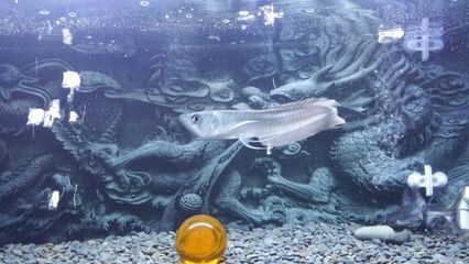 銀龍魚幼魚飼料安全檢測：銀龍魚幼魚飼料品牌推薦 龍魚百科 第1張