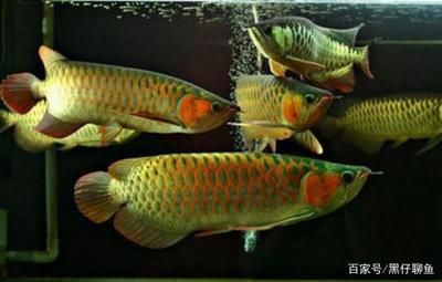 龍魚(yú)喂什么飼料魚(yú)吃：龍魚(yú)的飼料選擇應(yīng)多樣化，龍魚(yú)飼料選擇應(yīng)多樣化，龍魚(yú)飼料品牌推薦 龍魚(yú)百科 第1張