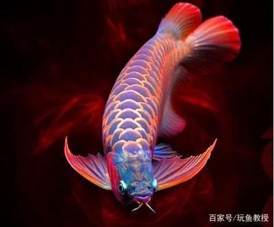 龍魚最早被生物學(xué)家發(fā)現(xiàn)定名是在那一年？在什么地方：龍魚作為一種古老且珍稀的淡水魚類 龍魚百科 第3張