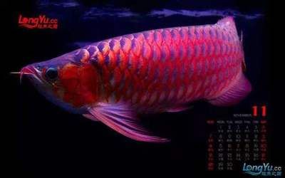 龍魚(yú)的寓意是什么意思呀：龍魚(yú)與其他觀賞魚(yú)的區(qū)別， 龍魚(yú)百科 第1張